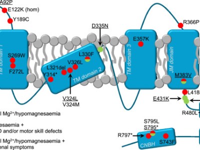 Hypomagnesaemia with varying degrees of extrarenal symptoms as a consequence of heterozygous CNNM2 variants