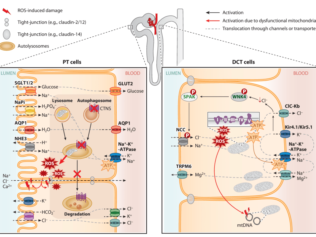 Mitochondrial Dysfunction in Kidney Tubulopathies