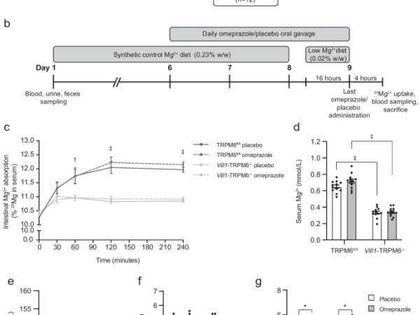 Characterization of intestine-specific TRPM6 knockout C57BL/6 J mice: effects of short-term omeprazole treatment