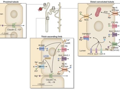 Magnesium Biology