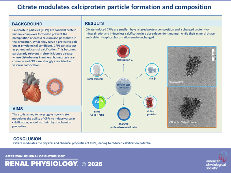 Citrate modulates calciprotein particle formation and composition