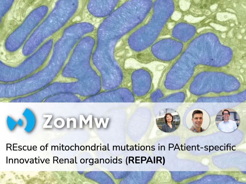 ZonMW Open Grant to study mitochondrial tubulopathies