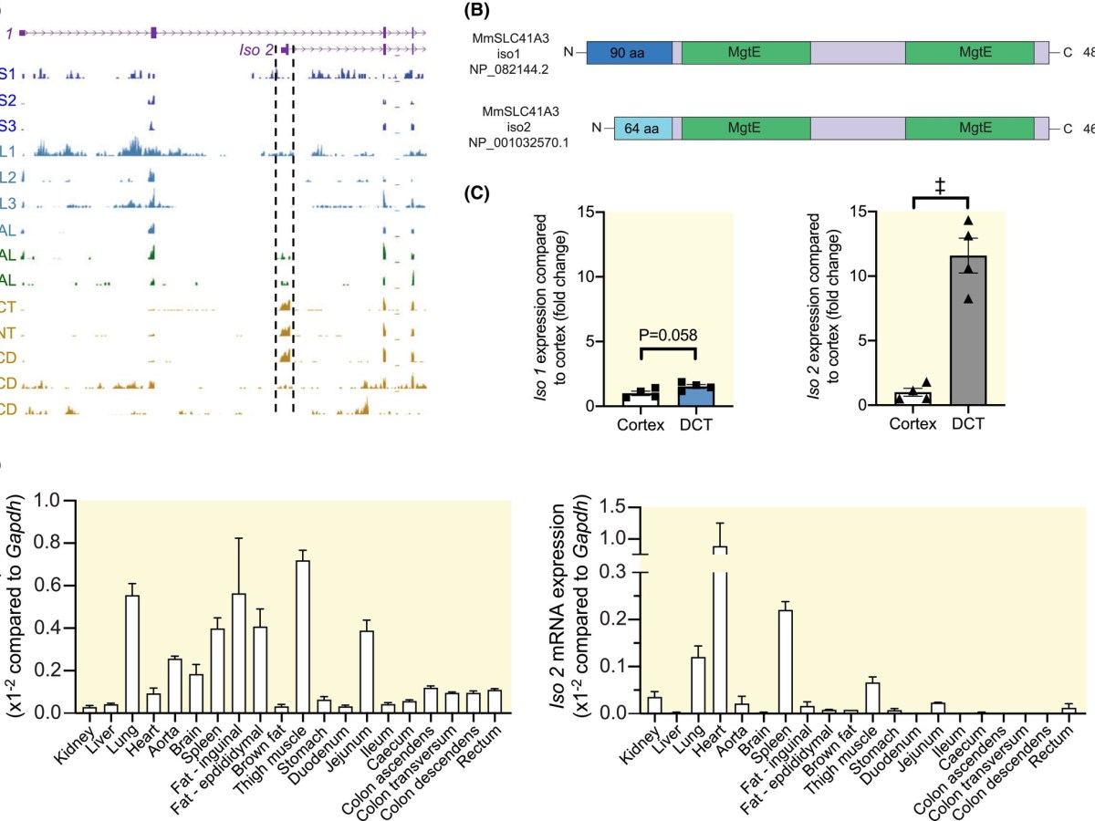 A distal convoluted tubule-specific isoform of murine SLC41A3 extrudes magnesium