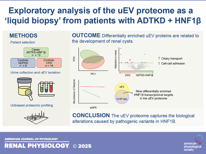 Proteomic analysis of urinary extracellular vesicles from patients with ADTKD-HNF1β identifies roles for cilia-related proteins and serpins